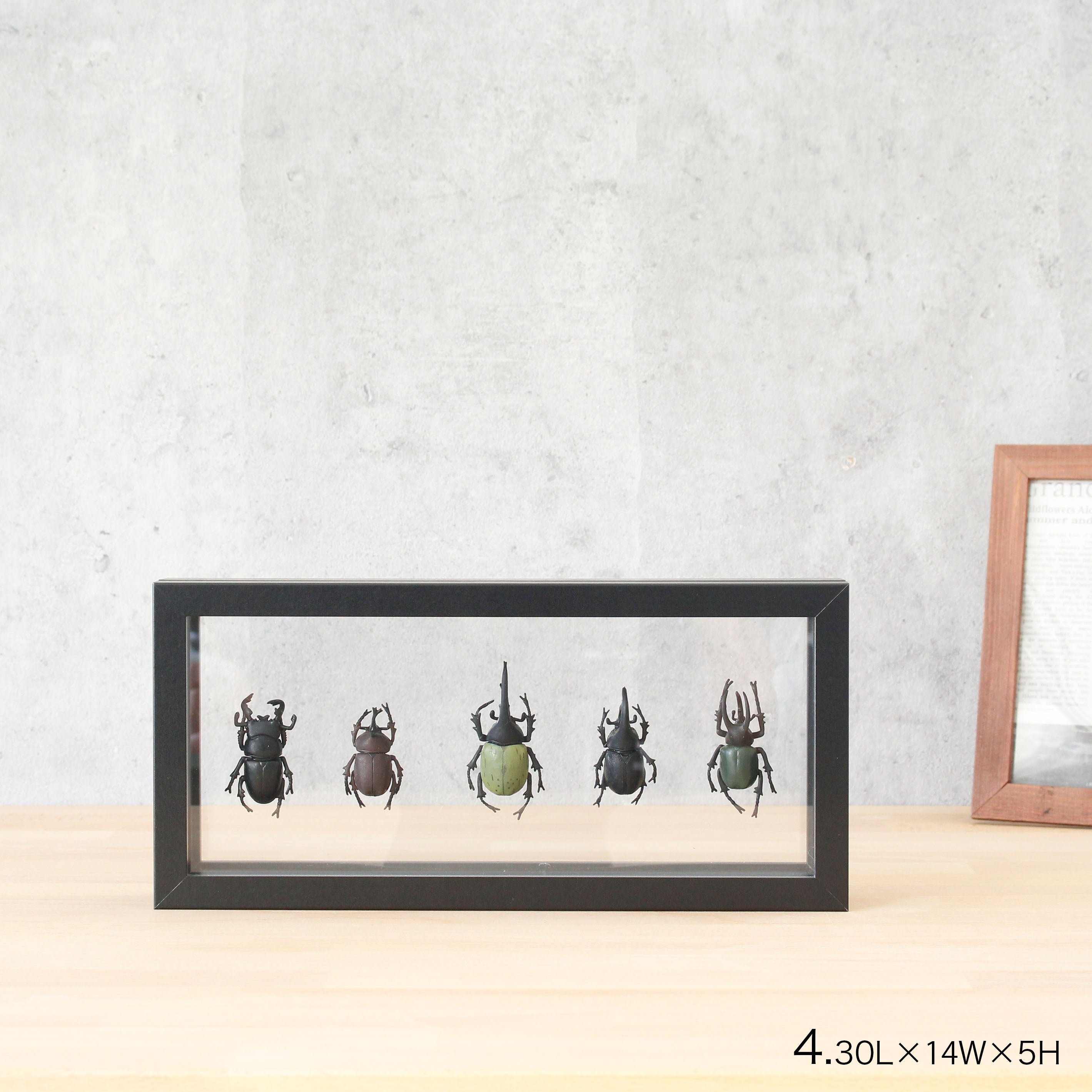インテリアに最適!標本フレームみたいな【herbier (厚み5cm・BLACK) - エルビエ】